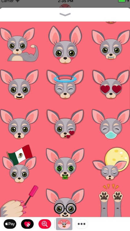 Blue Tan Chihuahua screenshot-3