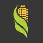 Al-Corn Clean Fuel