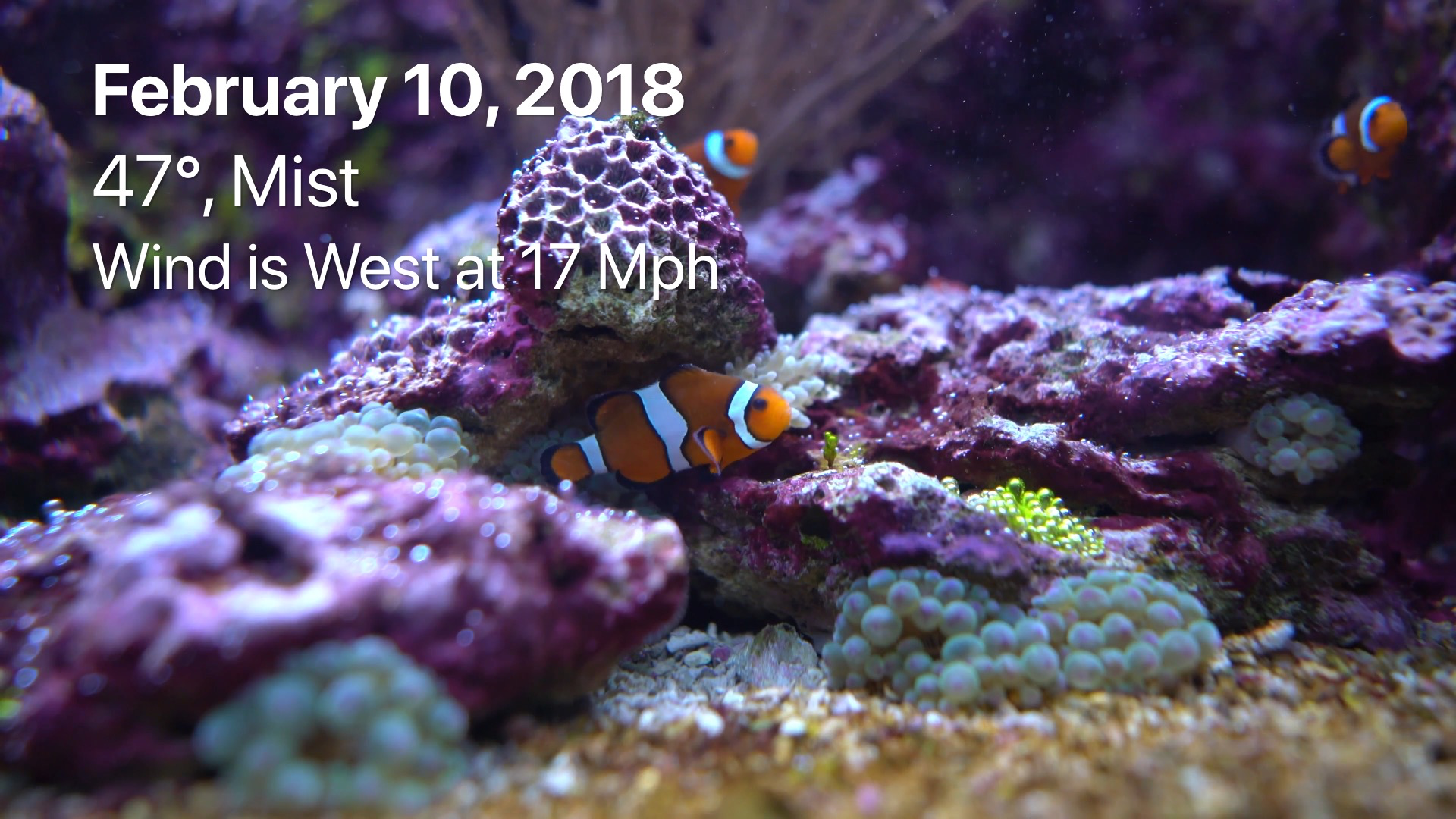 Aquarium 4K - Ultra HD Video screenshot 14