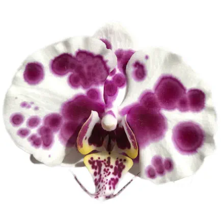 Real Orchids Читы