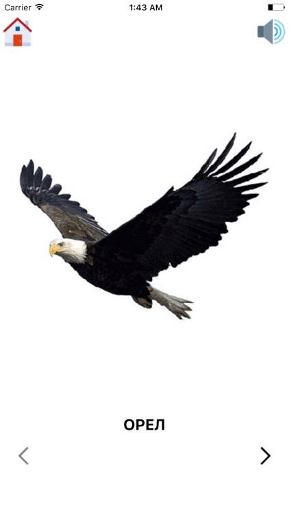 Learning Russian - Basic Words