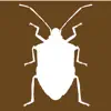 Midwest Stink Bug