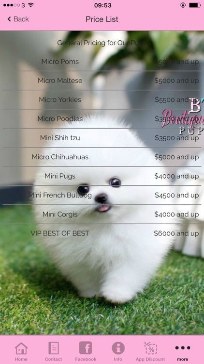 Boutique Teacup Puppies screenshot-4