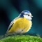 338 birds of Europe