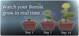 Game screenshot Pocket Bonsai mod apk