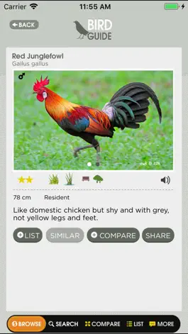 Game screenshot Birds of Singapore apk