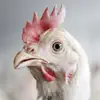 Chicken Sounds! App Delete