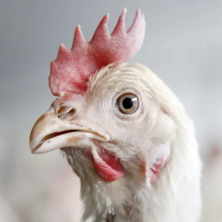 Chicken Sounds! Cheats