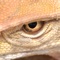 Field Guide to Jordan, a comprehensive guide with beautiful photographs and concise descriptions of Jordan's diverse wonders