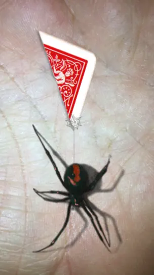 Capture d'écran de Magic Spider - My Pet Boris sur iPhone 7