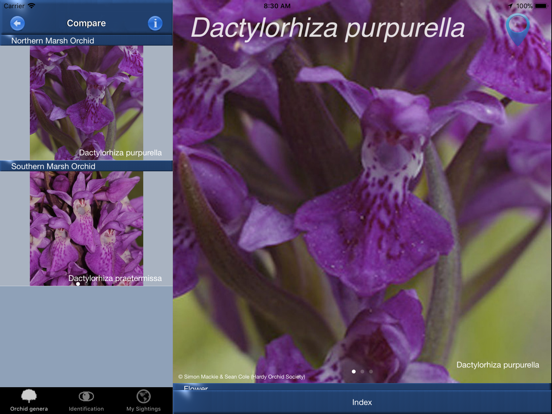 Screenshot #6 pour Orchid Id - British Orchids