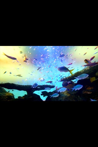 宮島水族館AR screenshot 3