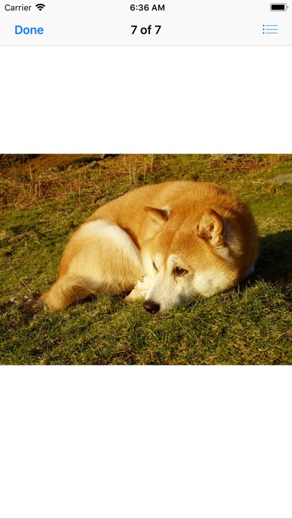 Shiba Inu Sticker Pack screenshot-8