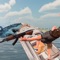 Shark Sniper Hunting Sim