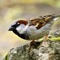 Hear sparrow sounds that will help you recognize these common birds in your own backyard