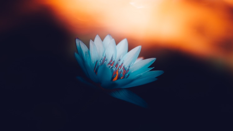 4K Backgrounds XS screenshot-8