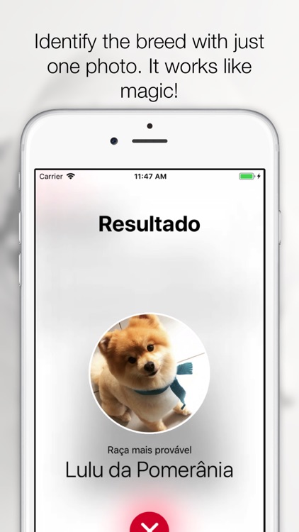 Pets - Your Pets' Life screenshot-4