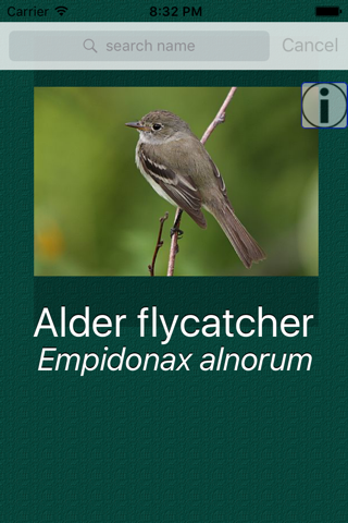 Britain UK Birds Dictionary - náhled