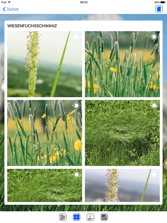 Screenshot #6 pour Wiesengräser leicht erkennen