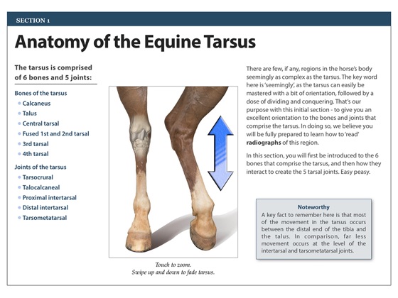 ‎Anatomy and Radiography of the Equine Tarsus on Apple Books