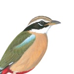 Download EGuide to Birds of the Indian Subcontinent app
