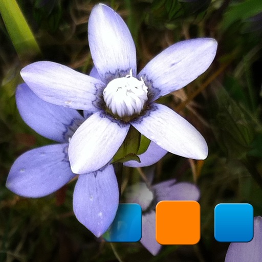 PIExplorer for Picasa Pro icon