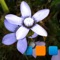 The app allows you to view your Google photos and upload photos