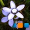 PIExplorer for Picasa Pro