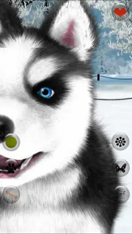 Game screenshot Talking Dog Virtual Pet Husky apk