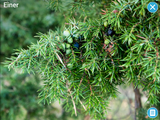Screenshot #6 pour Treslag - på tur i skogen