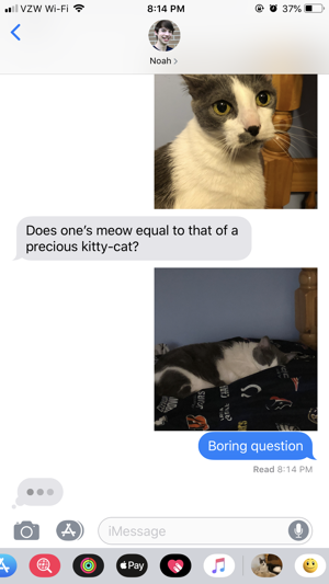 Junie the Cat(圖2)-速報App