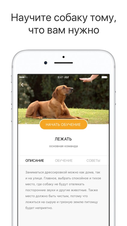 Дрессировка собак DoggyMentor