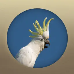 Field Guide to the Budj Bim Cultural Landscape app icon