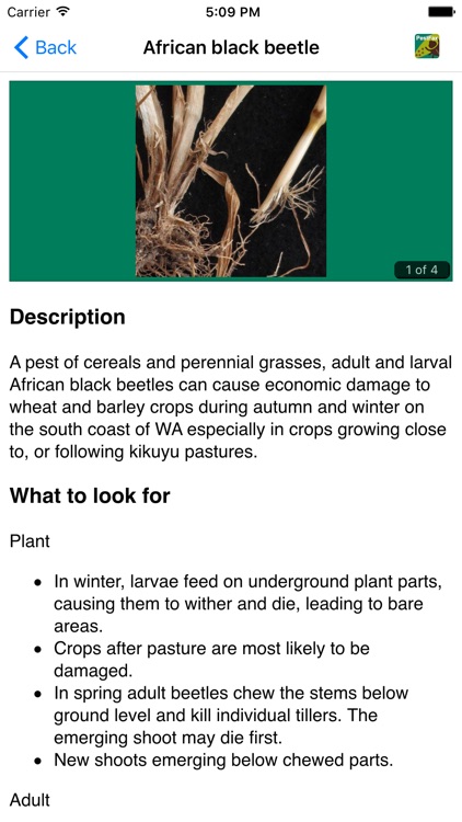 MyCrop Wheat