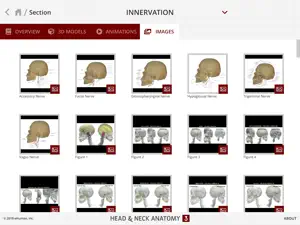 Head and Neck Anatomy 3 screenshot #9 for iPad