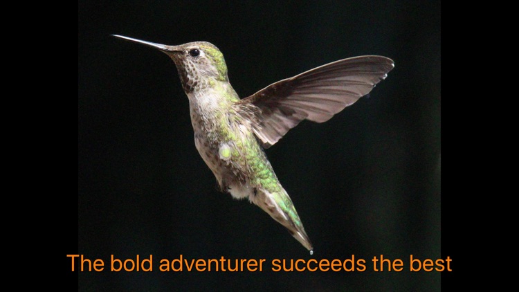 Hummingbird Moments screenshot-8