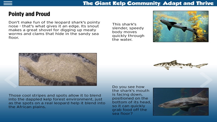 The Kelp Forest ebook screenshot-4