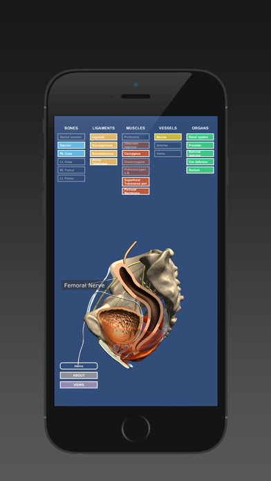 Screenshot #3 pour Anatomy of the Male Pelvis