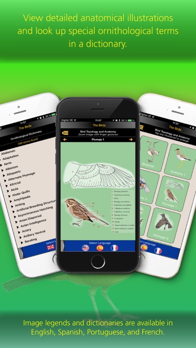 The Birds of Brazil Screenshot