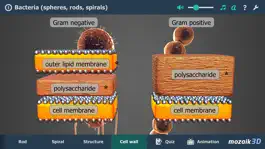 Game screenshot Bacteria 3D mod apk