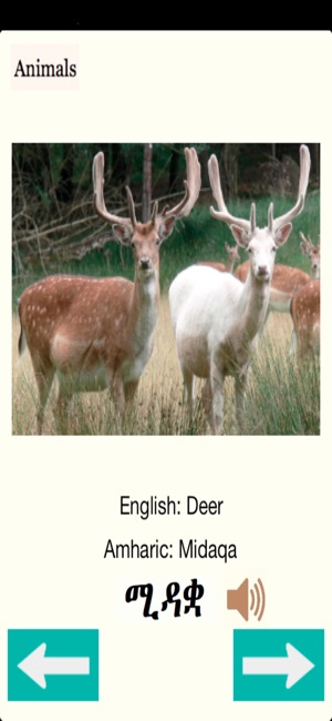 Animals Names in Amharic(圖5)-速報App