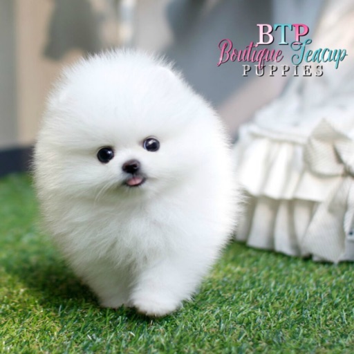 Boutique Teacup Puppies icon