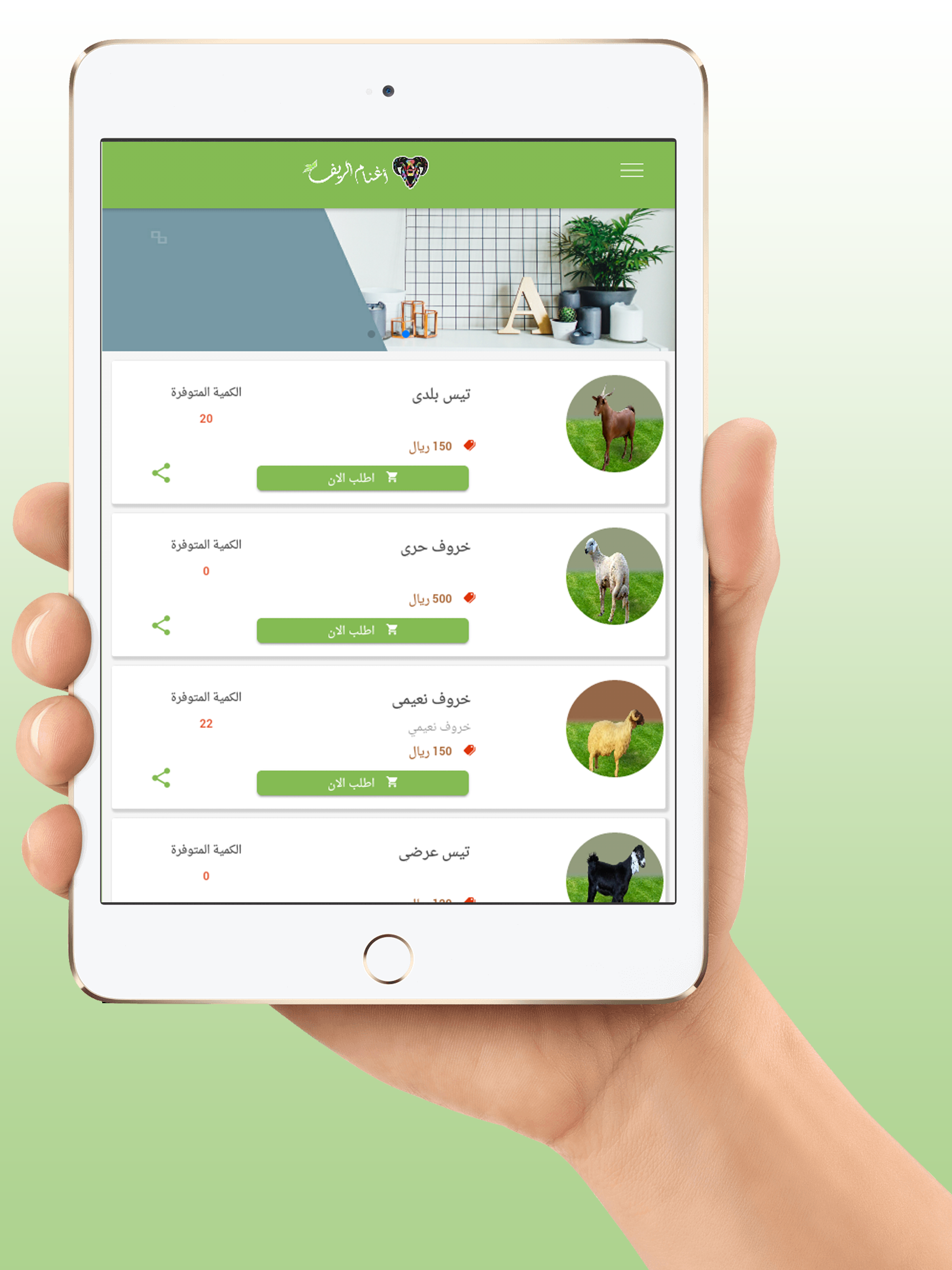 اغنام الريف‎