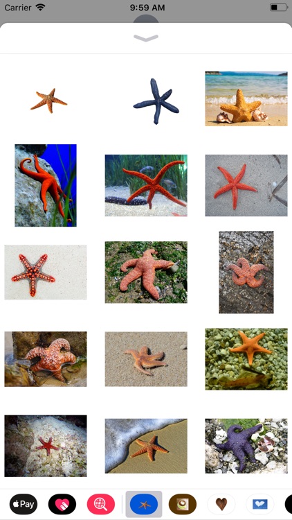 Starfish Sticker Pack