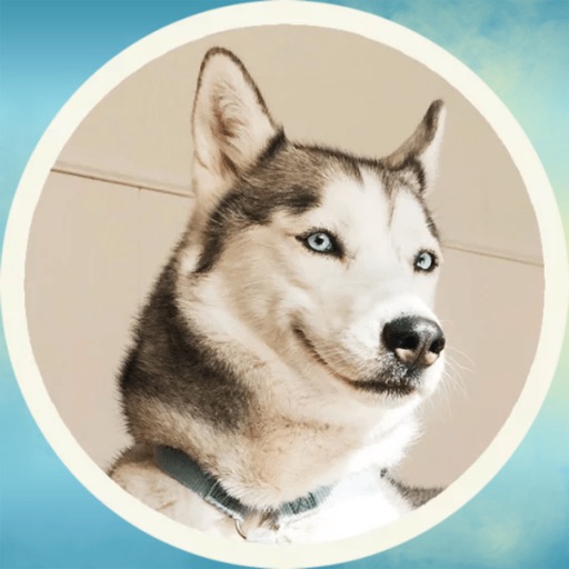 Funny Husky! Stickers Icon