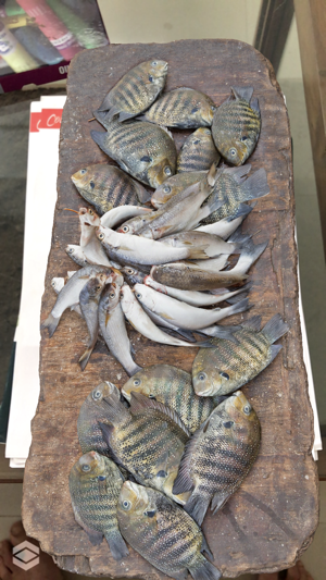 Fish Market AR(圖4)-速報App