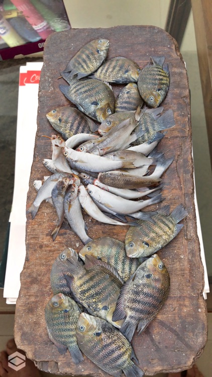 Fish Market AR screenshot-3