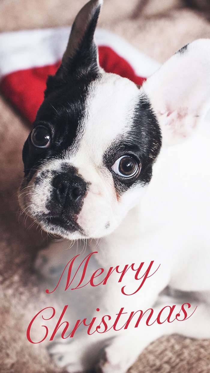 Christmas Greeting Cards - NEW