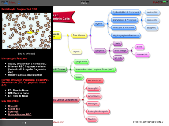 Hematology Outlines Atlas iPad screenshot 4 - Medical app