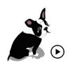 Boston Terrier Dog BostonMoji negative reviews, comments